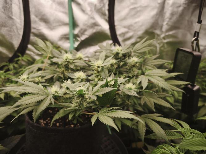 Premium Clone Mix 1 2026. Week 15 - bloom day 1
18.05.2026
