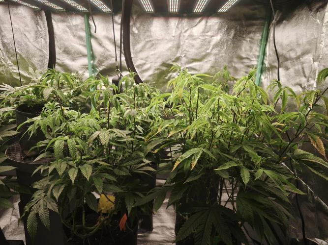 Premium Clone Mix 1 2026. Week 15 - bloom day 1
18.05.2026