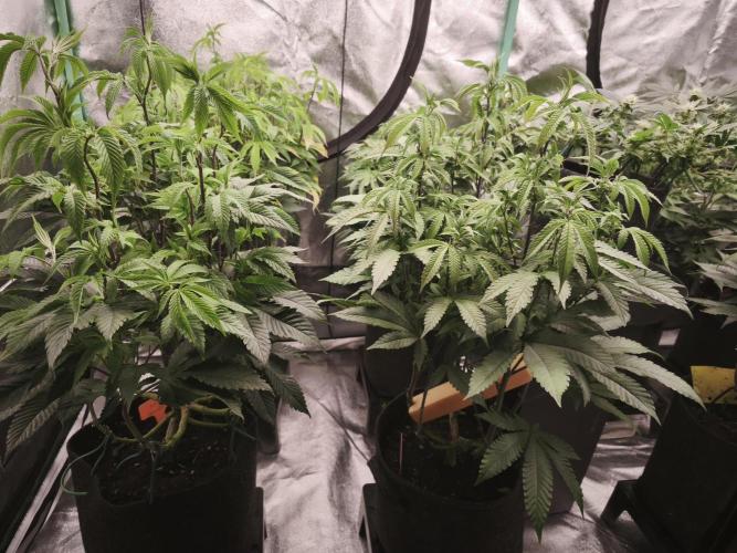 Premium Clone Mix 1 2026. Week 15 - bloom day 1
18.05.2026