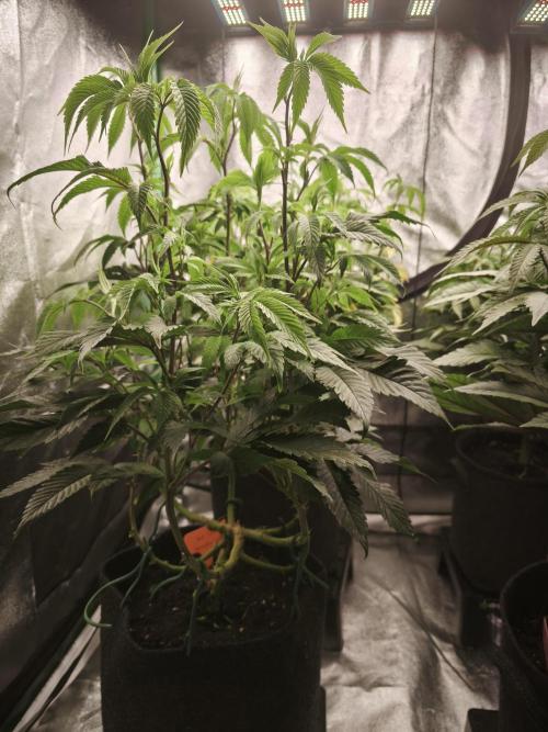 Premium Clone Mix 1 2026. Week 15 - bloom day 1
18.05.2026
