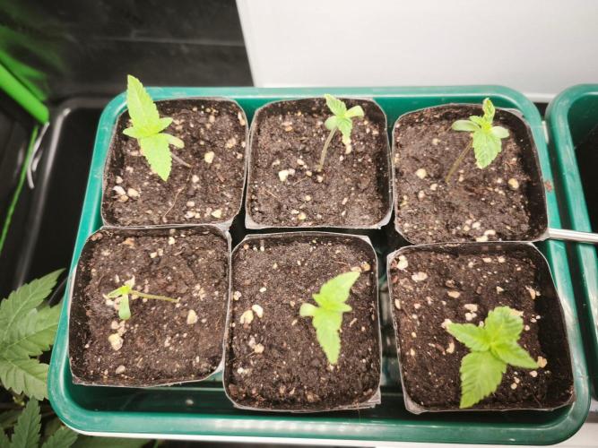 Blue Runtz + Pineapple Pucker. Week 1
