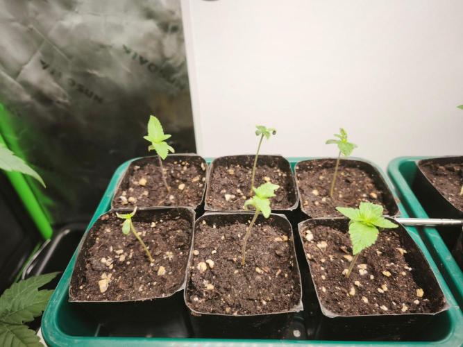 Blue Runtz + Pineapple Pucker. Week 2