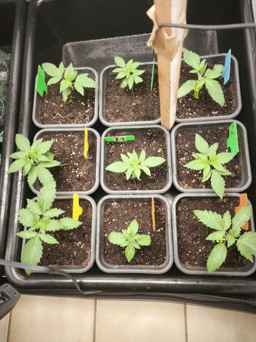 Blue Runtz + Pineapple Pucker. Week 3