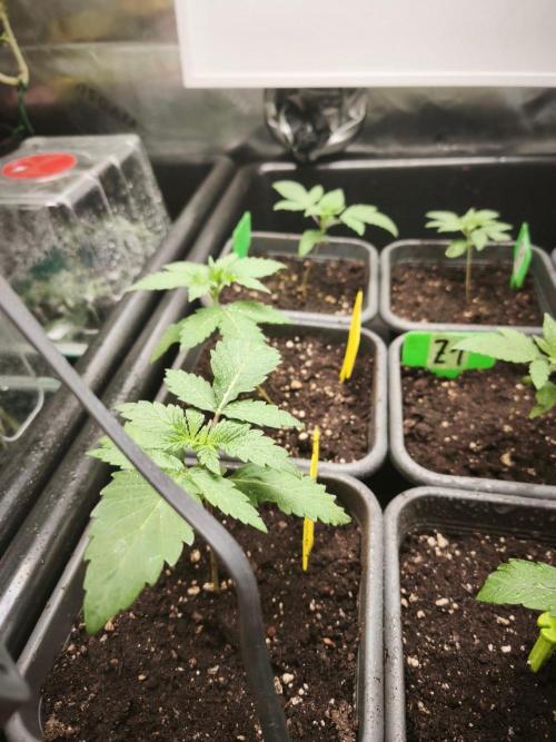 Blue Runtz + Pineapple Pucker. Week 3