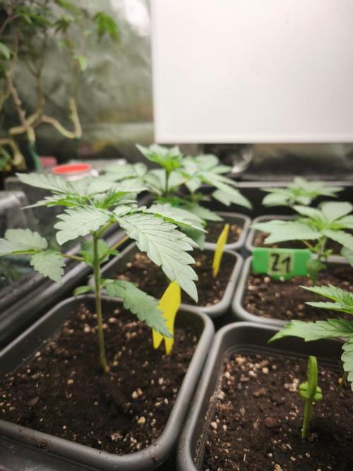 Blue Runtz + Pineapple Pucker. Week 3