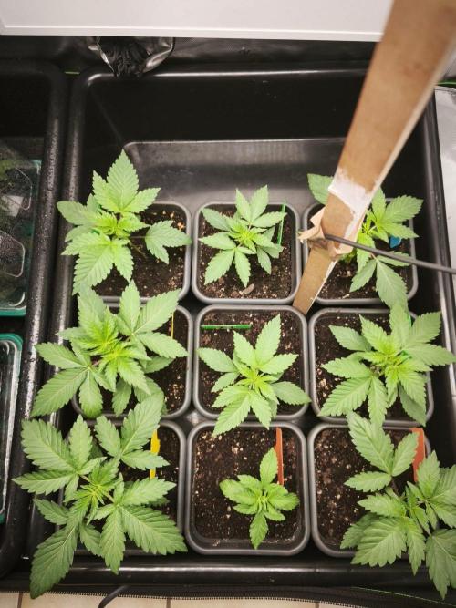 Blue Runtz + Pineapple Pucker. Week 3