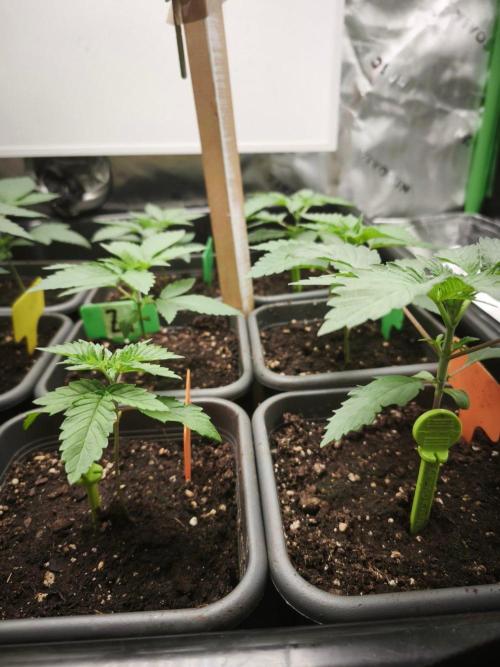 Blue Runtz + Pineapple Pucker. Week 3