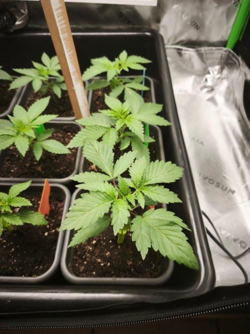 Blue Runtz + Pineapple Pucker. Week 3