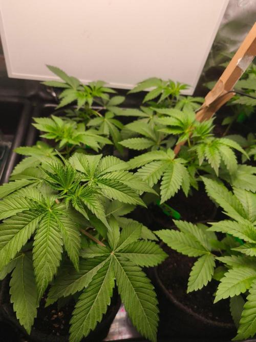 Blue Runtz + Pineapple Pucker. Week 4