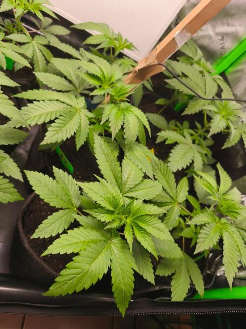 Blue Runtz + Pineapple Pucker. Week 4