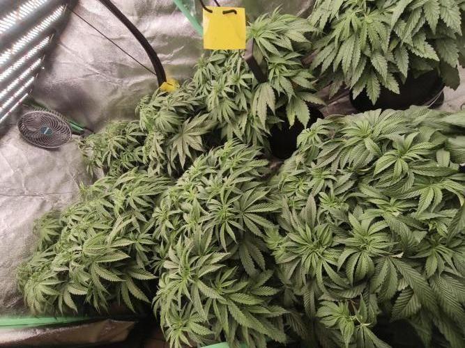 Gorilla, Punch Pie, Radical Juice. Week 10 - Bloom day 1
22.12.2025