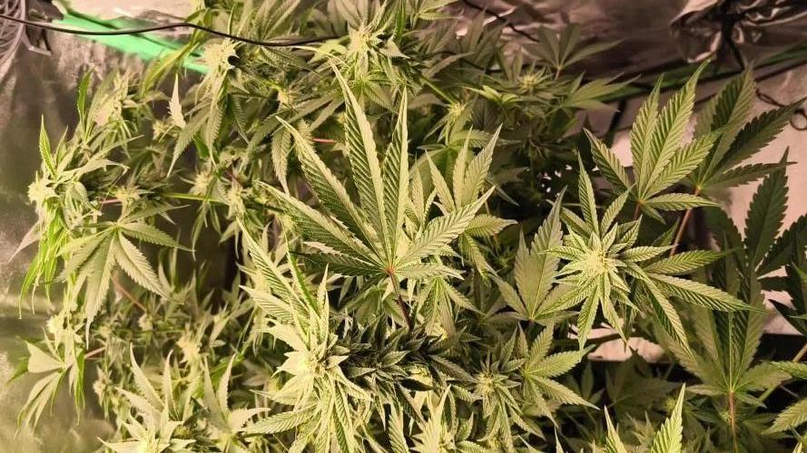 Various superb genetics