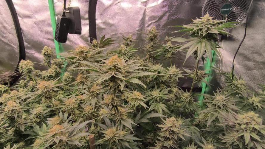Various superb genetics