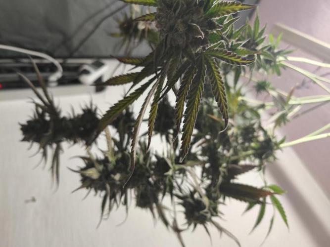 RIPPER KM, WM. Week 13