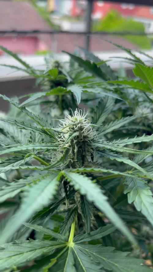 Auto Pineapple Express