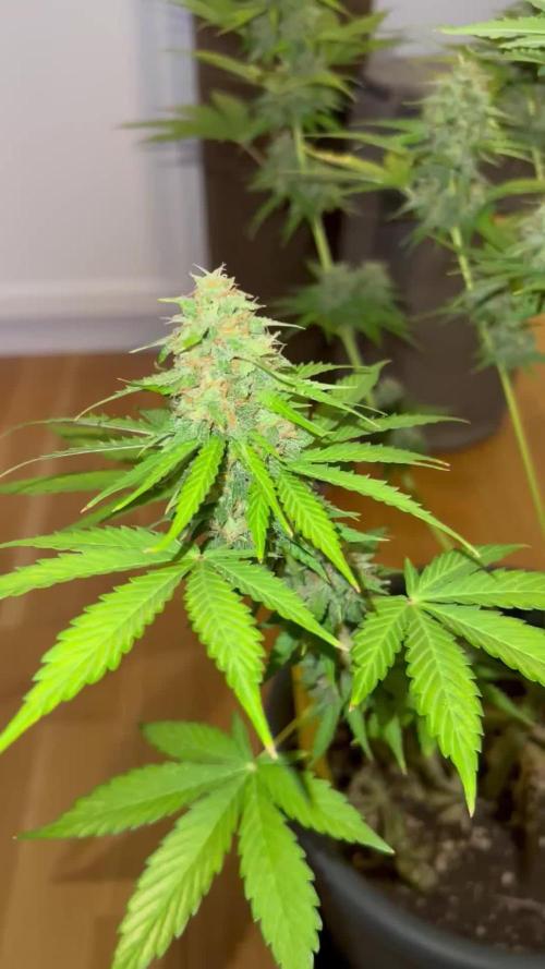 Purple Kush Auto