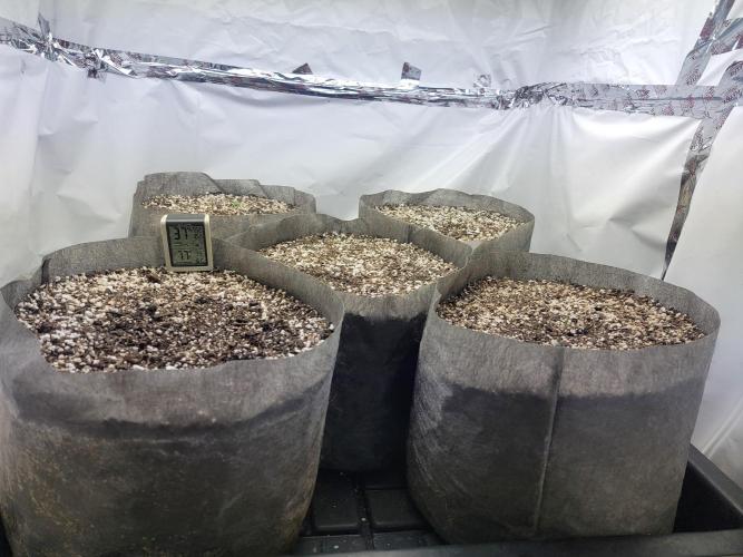 Anvil F9 Autoflower Seed Run. Week 0