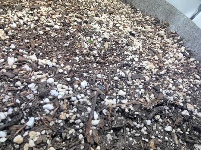 Anvil F9 Autoflower Seed Run. Week 0