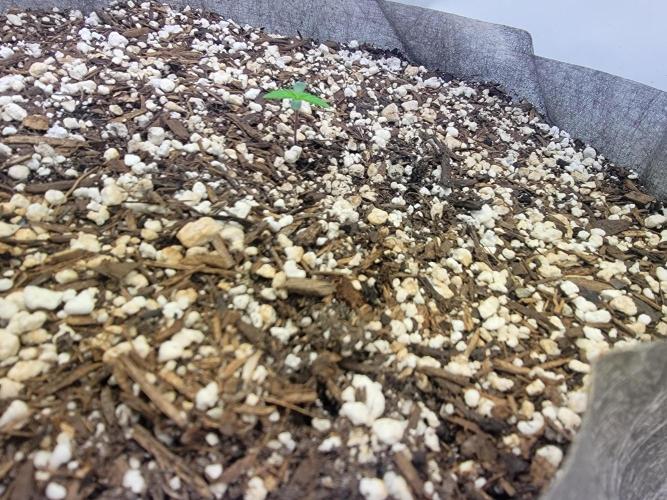 Anvil F9 Autoflower Seed Run. Week 0