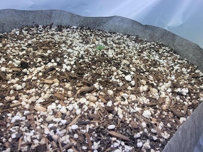 Anvil F9 Autoflower Seed Run. Week 0