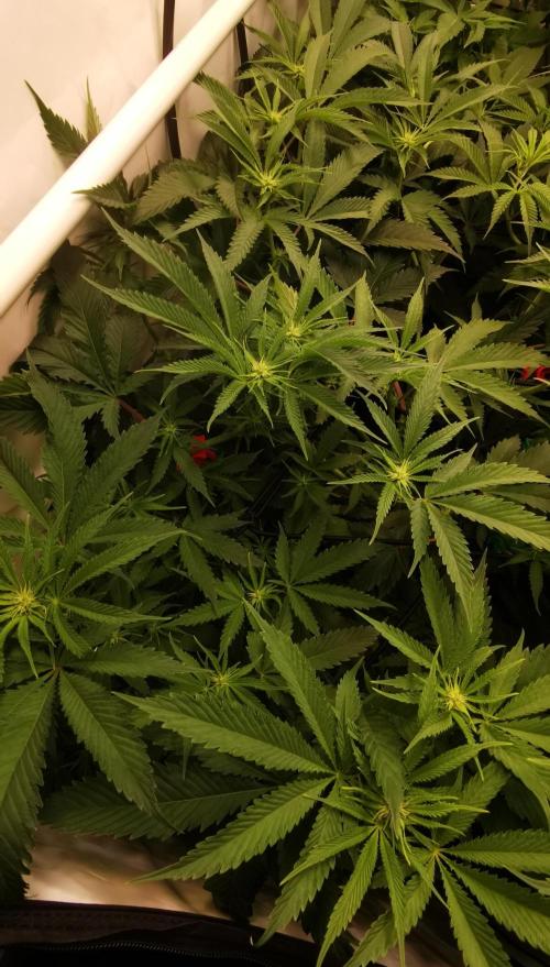 Strainhunting in homemade living soil. Week 2 - Amaretto Mintz [🌺 Day 9]