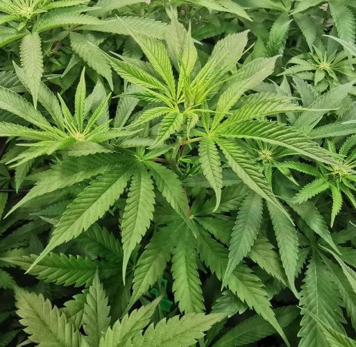 Strainhunting in homemade living soil. Week 2 - Northern Lights Blue CBD [🌺 Day 10]