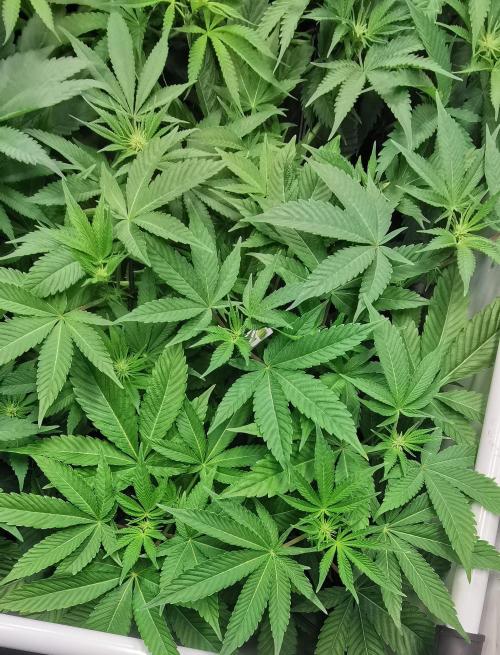 Strainhunting in homemade living soil. Week 2 - CandyLand [🌺 Day 10]