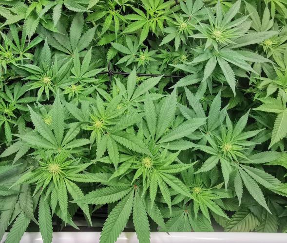 Strainhunting in homemade living soil. Week 2 - Blue Mango Smoothie [🌺 Day 10]