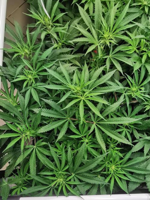 Strainhunting in homemade living soil. Week 2 - Rainpop x Zero Gravity [🌺 Day 10]