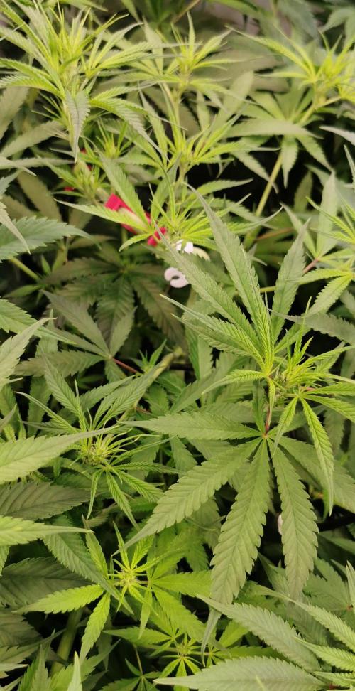 Strainhunting in homemade living soil. Week 3 - Northern Lights Blue CBD  [🌺 Day 16]