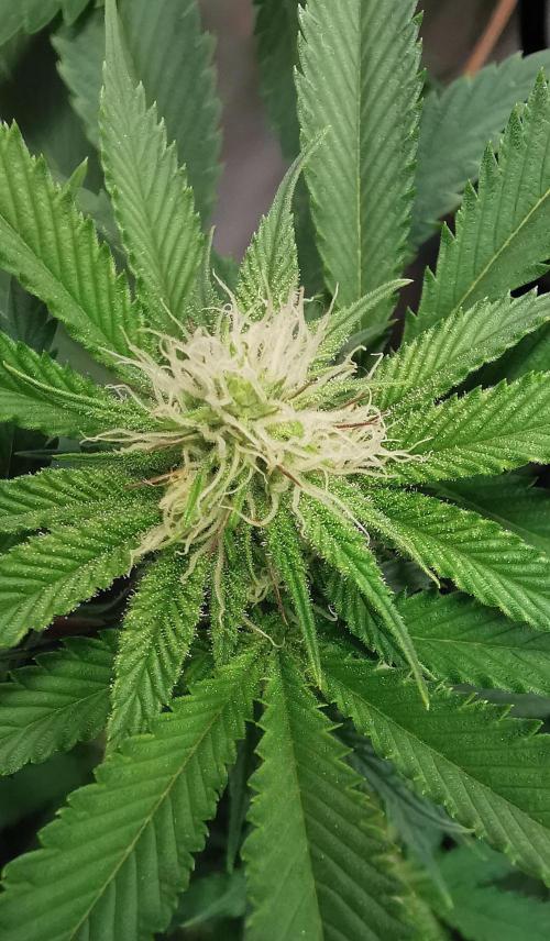 Strainhunting in homemade living soil. Week 3 - Amaretto Mintz  [🌺 Day 16]