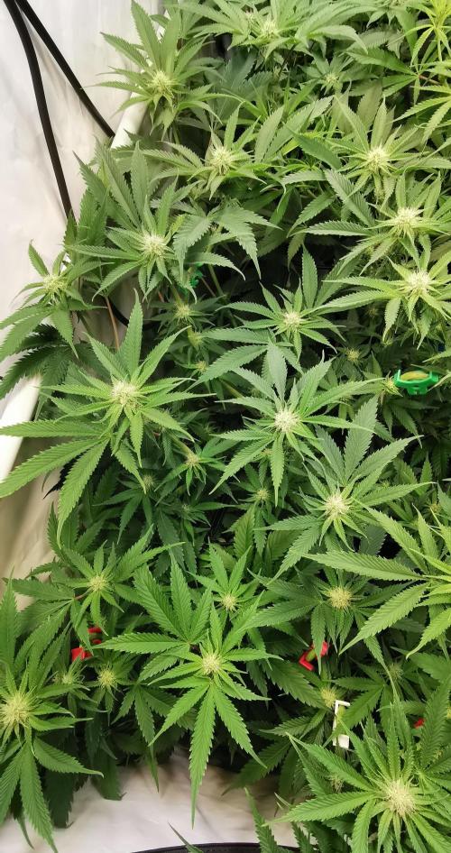 Strainhunting in homemade living soil. Week 3 - Amaretto Mintz  [🌺 Day 16]