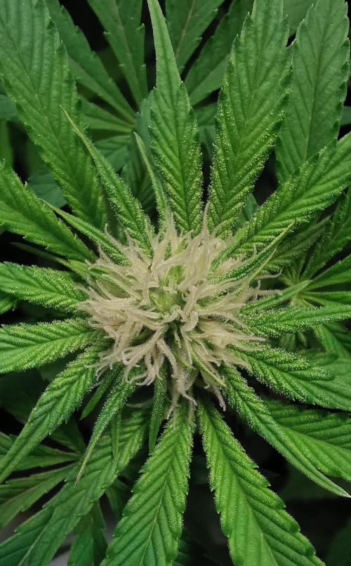 Strainhunting in homemade living soil. Week 3 - Grape Diamonds  [🌺 Day 16]