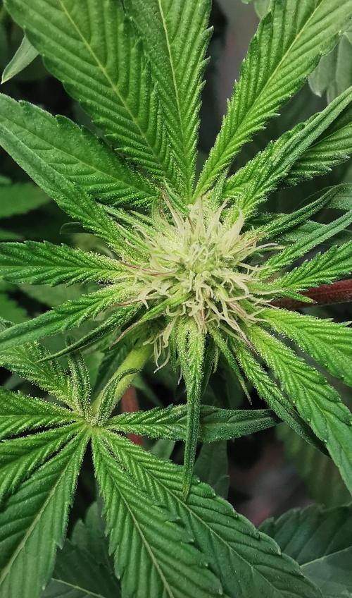 Strainhunting in homemade living soil. Week 3 - CandyLand  [🌺 Day 16]