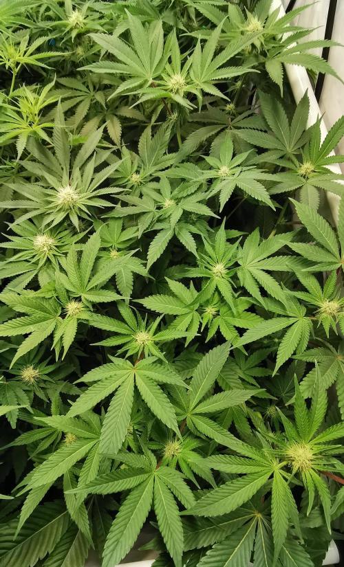 Strainhunting in homemade living soil. Week 3 - CandyLand  [🌺 Day 16]
