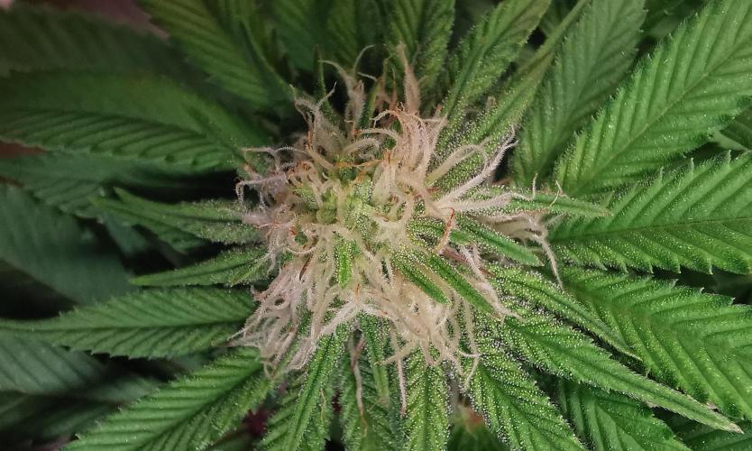 Strainhunting in homemade living soil. Week 3 - Blue Mango Smoothie  [🌺 Day 16]