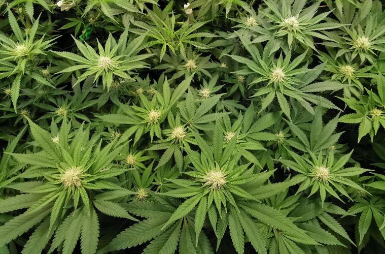 Strainhunting in homemade living soil. Week 3 - Blue Mango Smoothie  [🌺 Day 16]