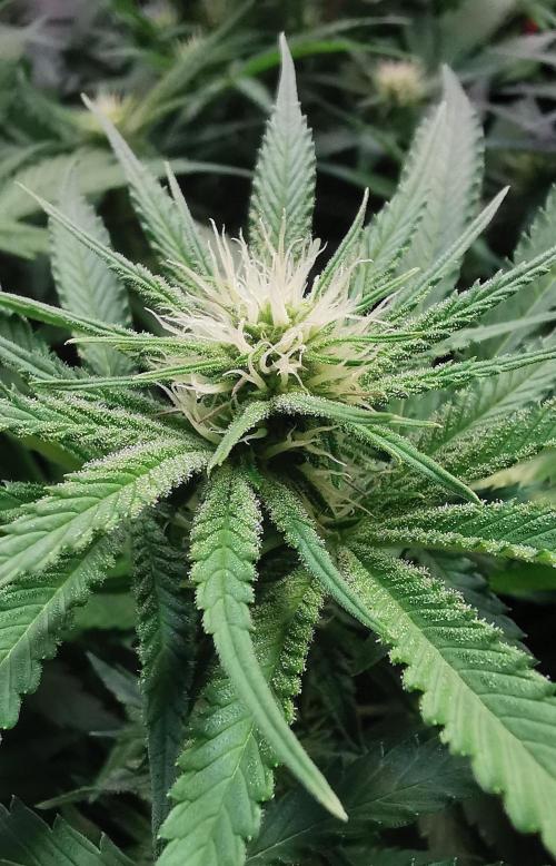 Strainhunting in homemade living soil. Week 3 - Rainpop x Zero Gravity  [🌺 Day 16]