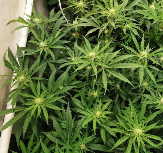 Strainhunting in homemade living soil. Week 3 - Rainpop x Zero Gravity  [🌺 Day 16]