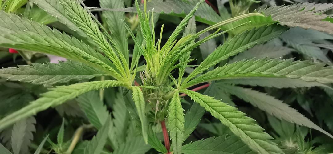 Strainhunting in homemade living soil. Week 3 - Northern Lights Blue CBD  [🌺 Day 16]