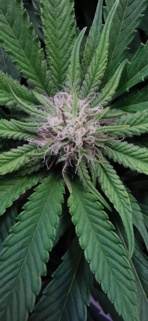 Strainhunting in homemade living soil. Week 3 - Pulp Friction  [🌺 Day 16]