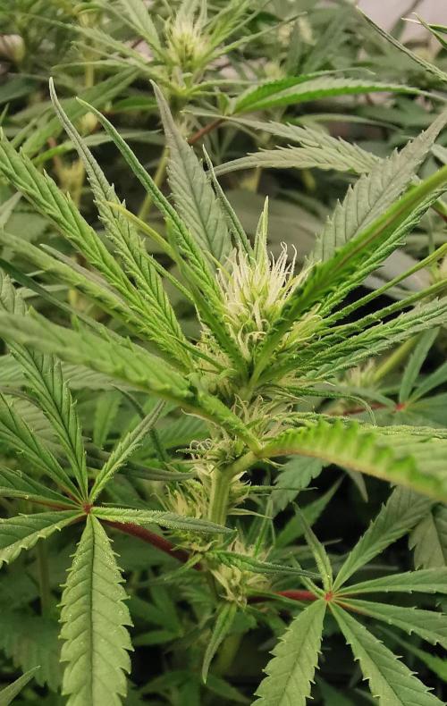 Strainhunting in homemade living soil. Week 4 - Northern Lights Blue CBD [🌺 Day 22]