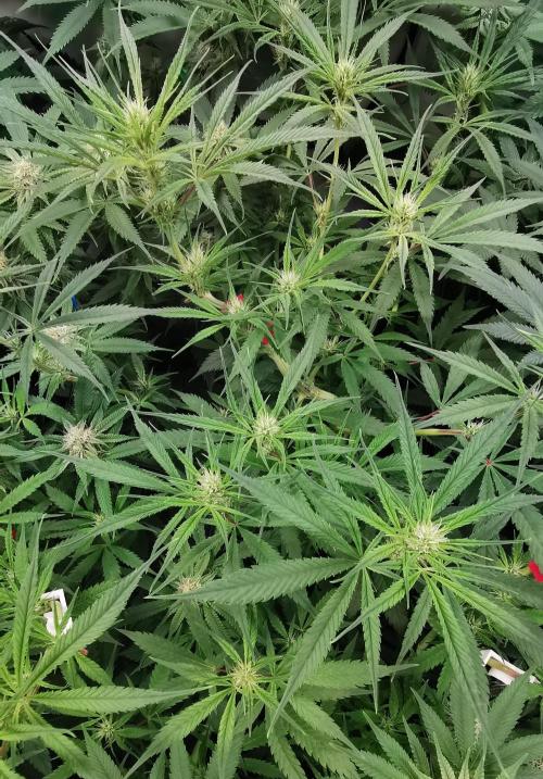 Strainhunting in homemade living soil. Week 4 - Northern Lights Blue CBD [🌺 Day 22]