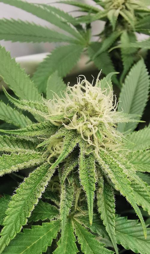 Strainhunting in homemade living soil. Week 4 - Amaretto Mintz [🌺 Day 22]