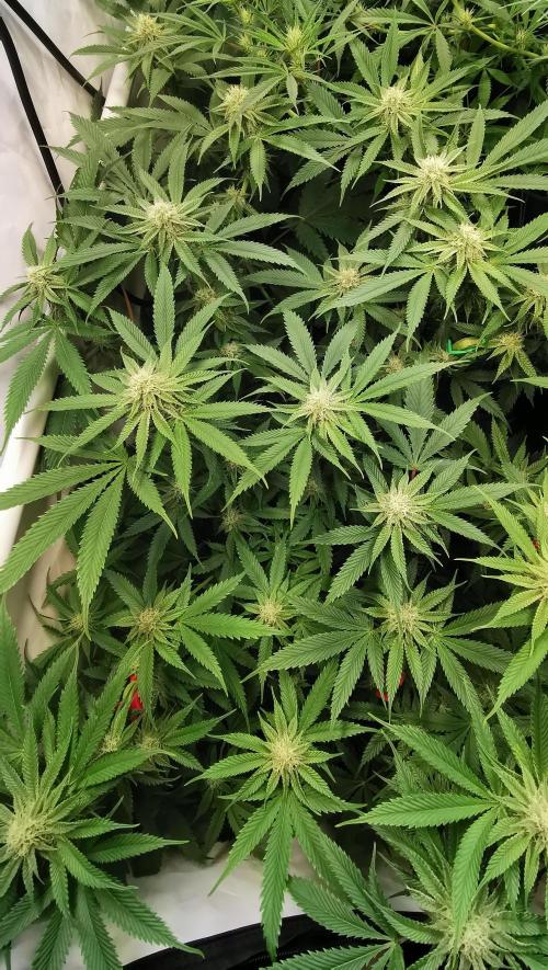 Strainhunting in homemade living soil. Week 4 - Amaretto Mintz [🌺 Day 22]