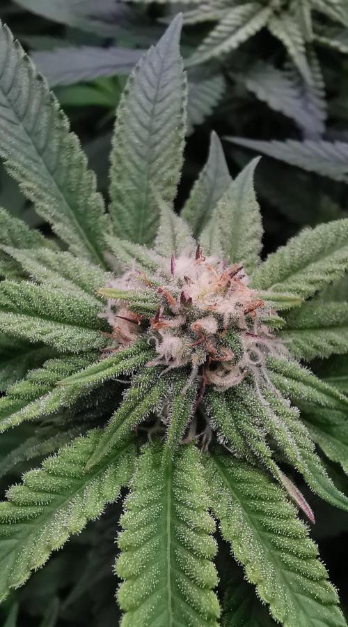 Strainhunting in homemade living soil. Week 4 - Pulp Friction [🌺 Day 22]