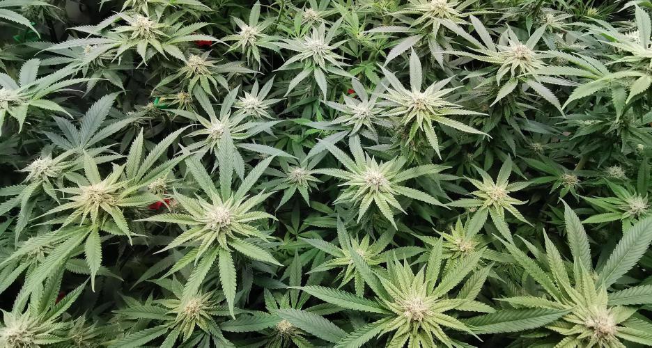 Strainhunting in homemade living soil. Week 4 - Pulp Friction [🌺 Day 22]