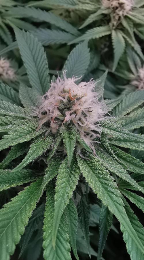 Strainhunting in homemade living soil. Week 4 - Grape Diamonds [🌺 Day 22]