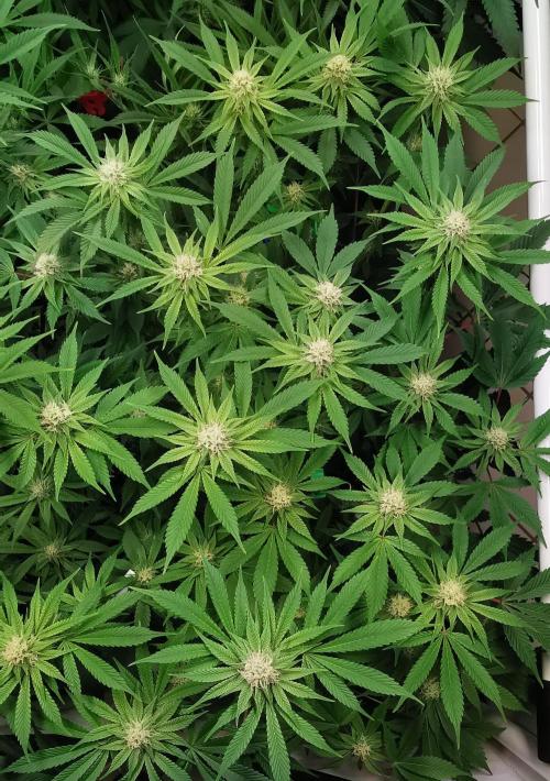 Strainhunting in homemade living soil. Week 4 - Grape Diamonds [🌺 Day 22]