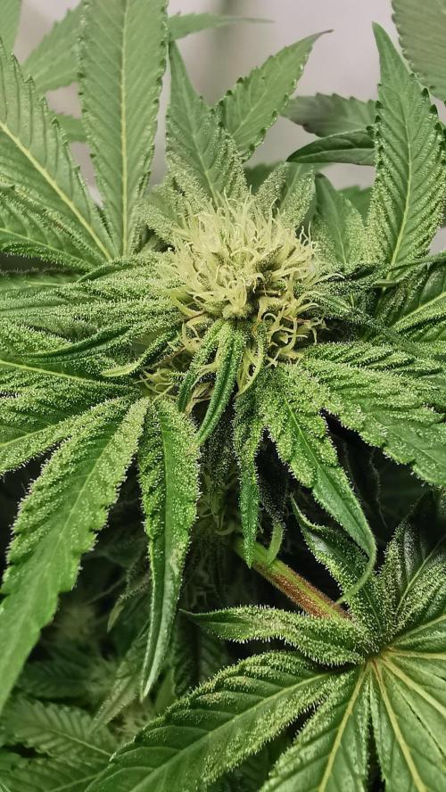 Strainhunting in homemade living soil. Week 4 - CandyLand [🌺 Day 22]